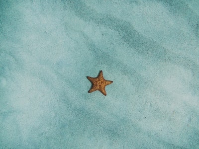 蓝色沙滩上的棕色海星